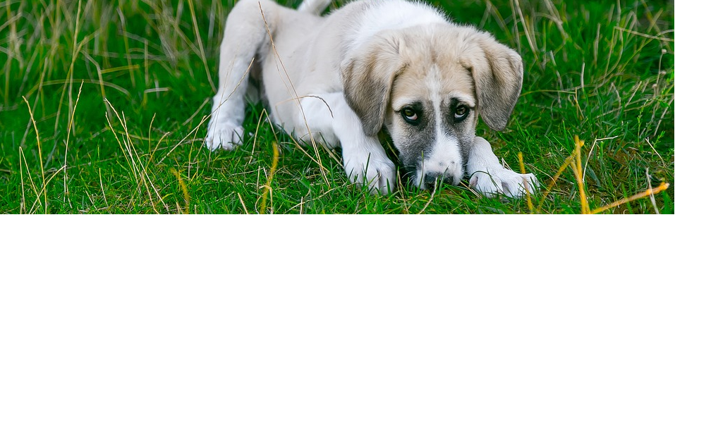 Wie können Sie Ihren Hund vor Giftködern schützen?