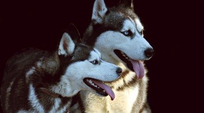 Der Husky: Eine besondere Hunderasse