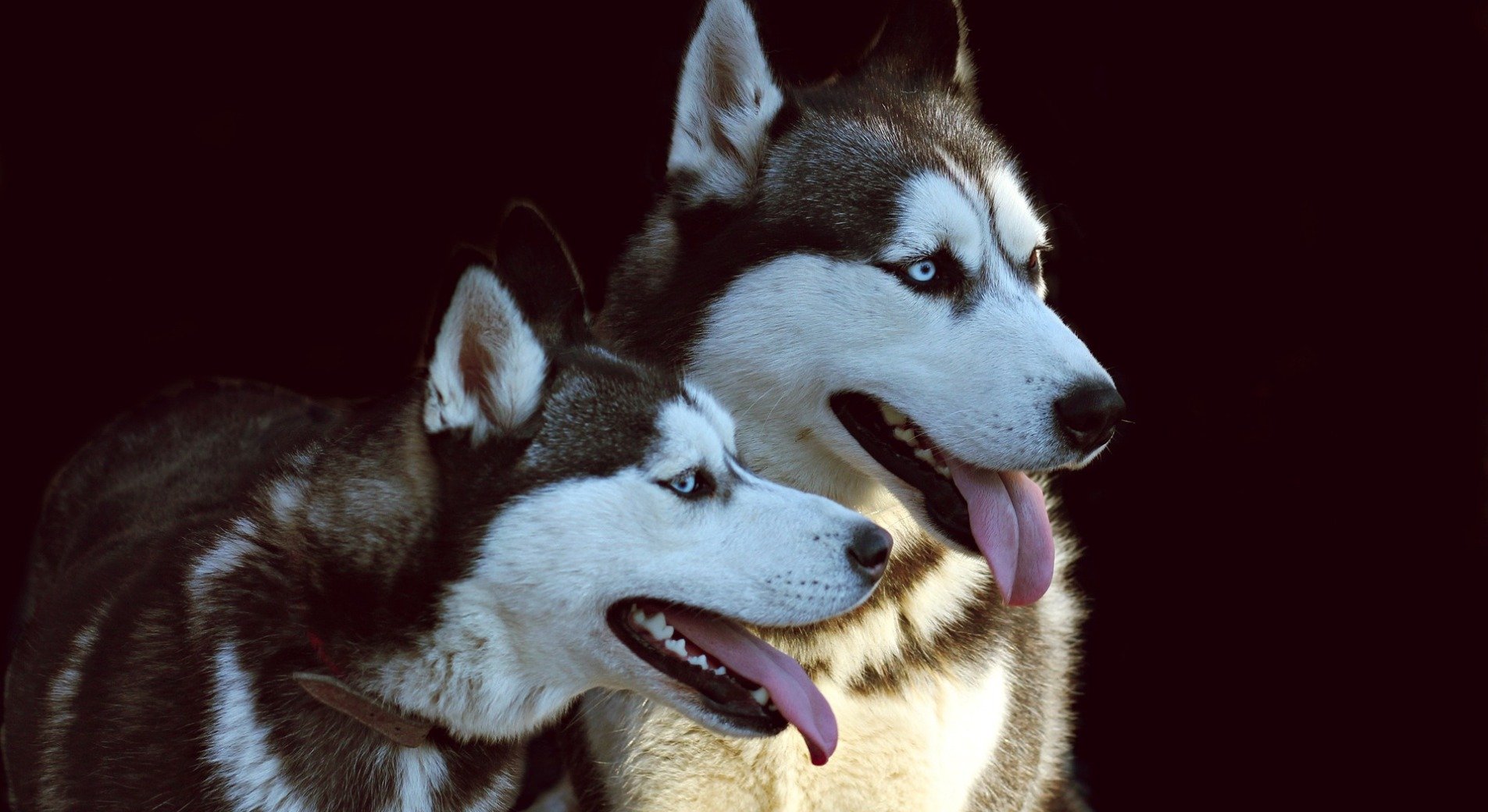 Der Siberian Husky Aussehen · Charakter · Erziehung · Haltung ♥