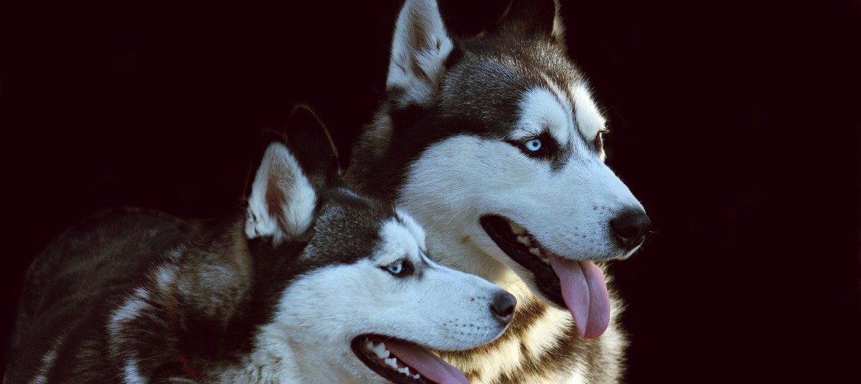 Der Husky: Eine besondere Hunderasse