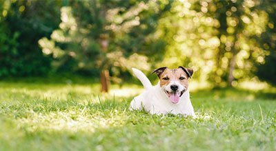 Futtermittelallergie beim Hund