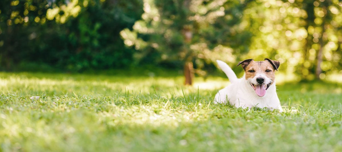 Futtermittelallergie beim Hund