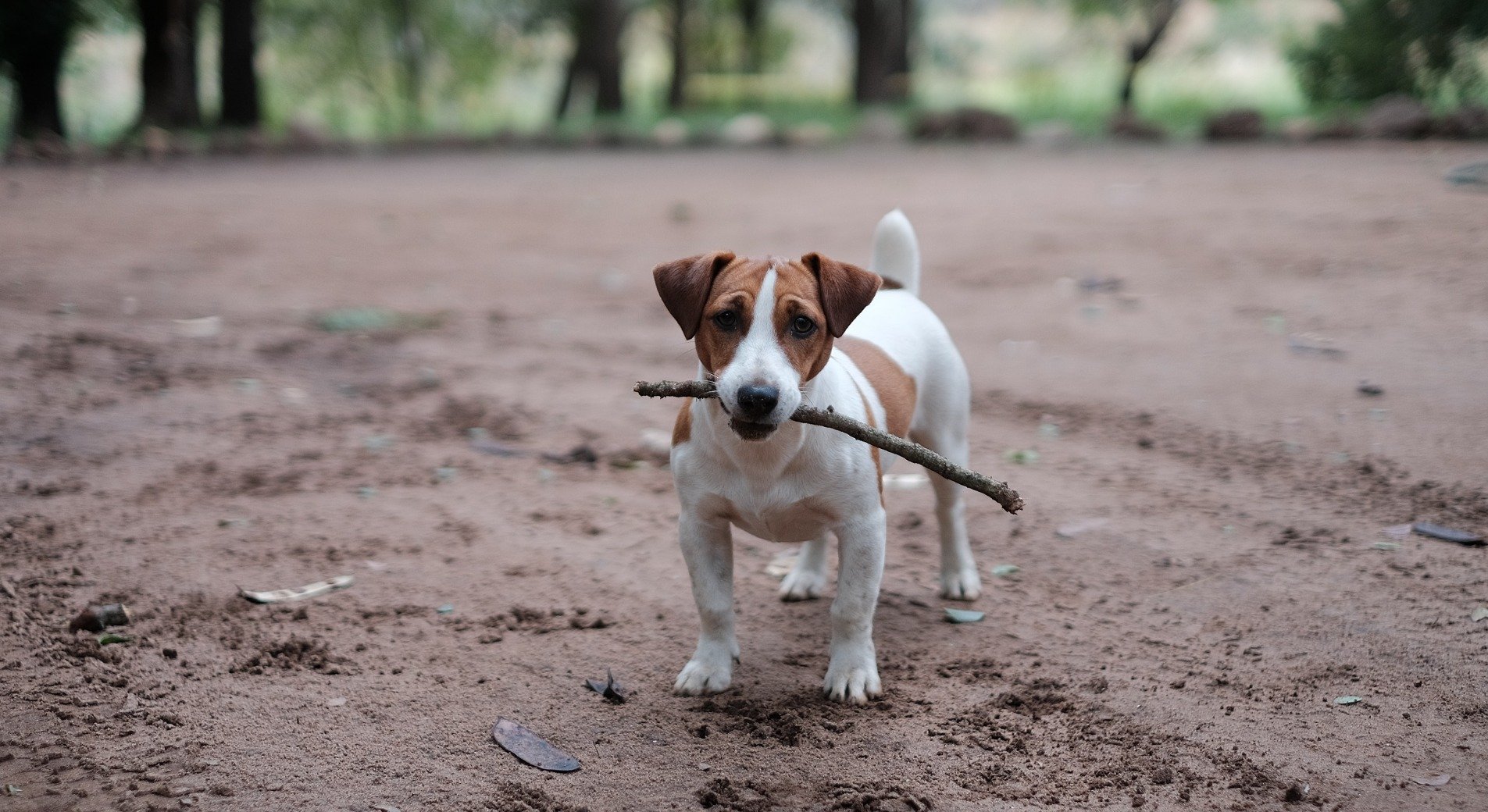 Der Jack Russell Terrier: Charakter, Wesen, Haltung und Erziehung