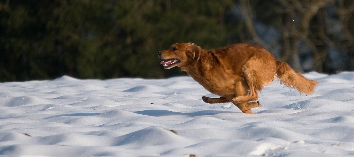 Das richtige Futter für Jagdhunde: Wie viel Fett, Kohlenhydrate und Eiweiß braucht Dein Vierbeiner? Darauf kommt es an!