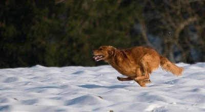 Das richtige Futter für Jagdhunde: Wie viel Fett, Kohlenhydrate und Eiweiß braucht Dein Vierbeiner? Darauf kommt es an!