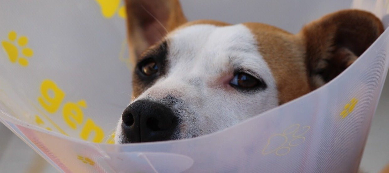 Kastration bei Hunden: Alle Vor- und Nachteile auf einen Blick