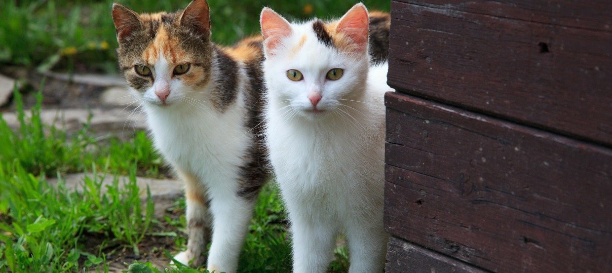 Katzen kastrieren – eine Sache des Tierschutzes