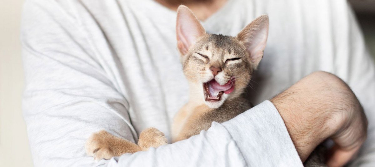 Katzenleckerlis selber machen: Rezeptideen für Snacks voller Liebe