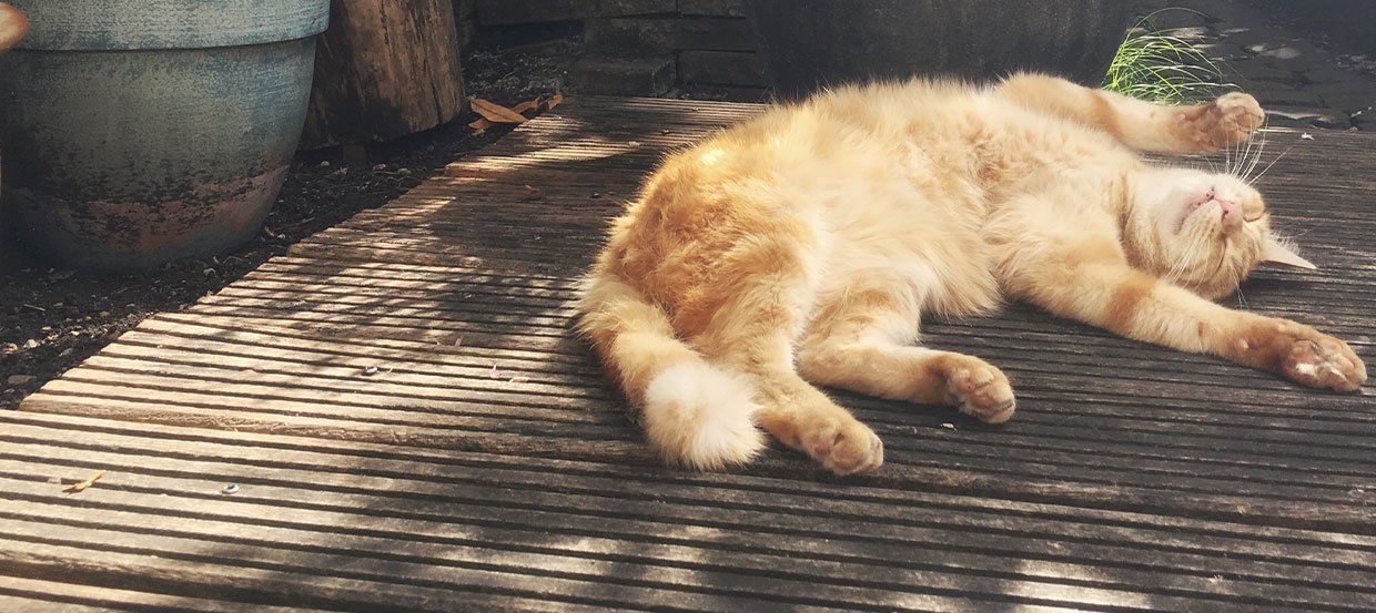 Abkühlung für Katzen: Die besten Tipps für heiße Sommertage