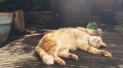 Abkühlung für Katzen: Die besten Tipps für heiße Sommertage