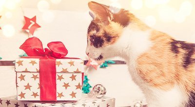 Adventskalender für die Katze – 24 Tage tierische Vorfreude