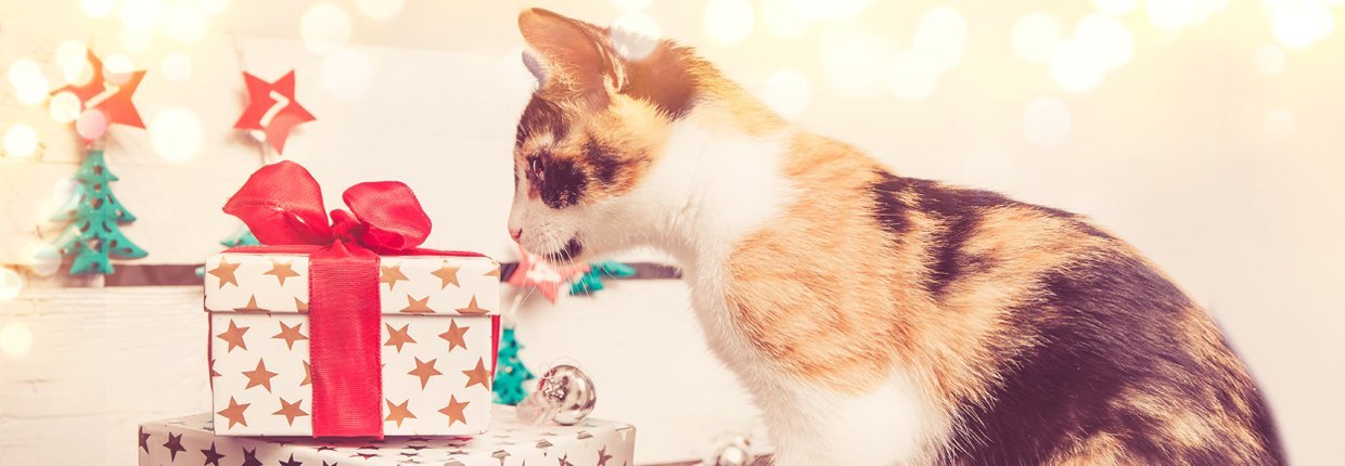 Adventskalender für die Katze – 24 Tage tierische Vorfreude