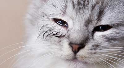 Wenn bei Deiner Katze das Auge tränt – Ursachen und Behandlung