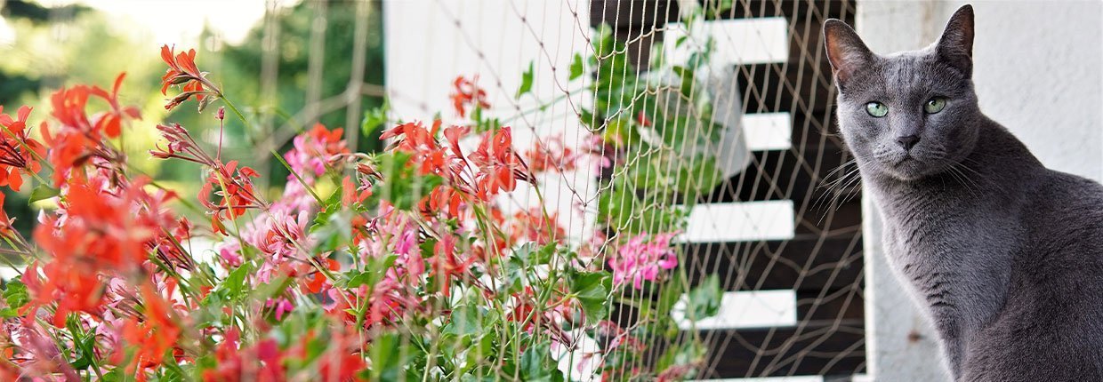 Balkon katzensicher machen: Tipps für eine Katzen-Oase im Freien