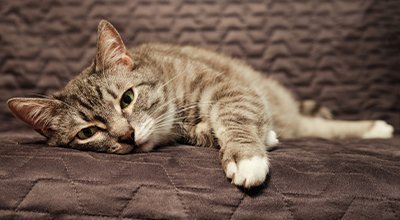 Die Katze hat Bauchschmerzen: Wie erkennen Sie das und was können Sie tun?