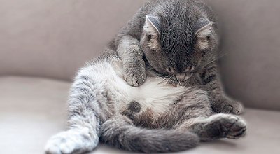 Hilfe, die Katze hat Blähungen: Was kannst Du tun?