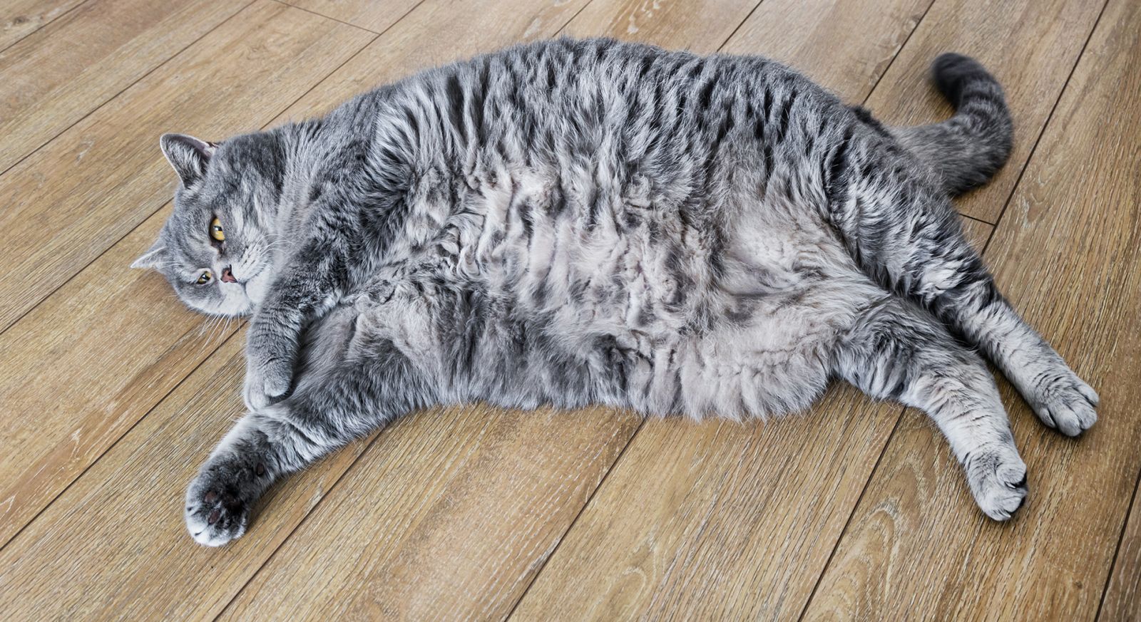 Prednisolon 5mg für katzen