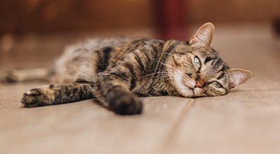 Was solltest Du tun, wenn Deine Katze Durchfall hat? 