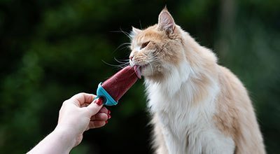 Katzeneis selber machen: gegen Trinkfaulheit im Sommer