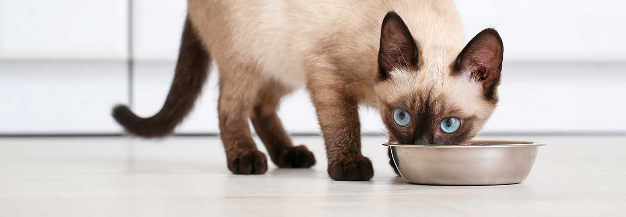 Was macht eine gute Katzenernährung aus?