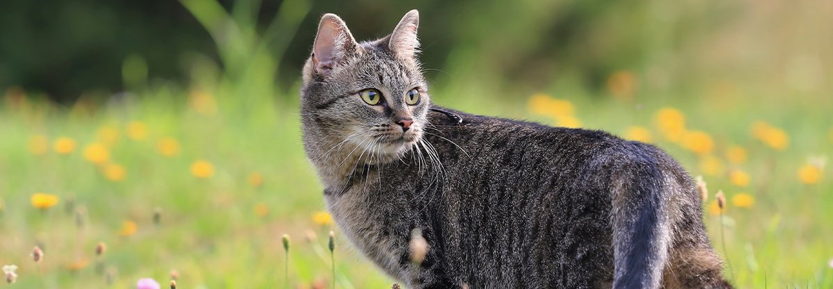 Meine Katze hat Haarausfall und Fellprobleme - was hilft dagegen?