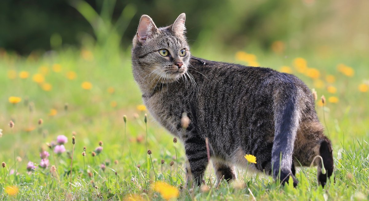 Katze mit Haarausfall Ursachen & Tipps