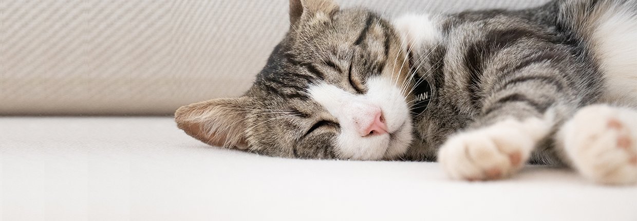 Fieber bei Katzen: So erkennst Du Symptome und reagierst richtig
