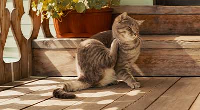 Katzenflöhe bekämpfen: Die 10 besten Tipps gegen Flöhe bei Katzen