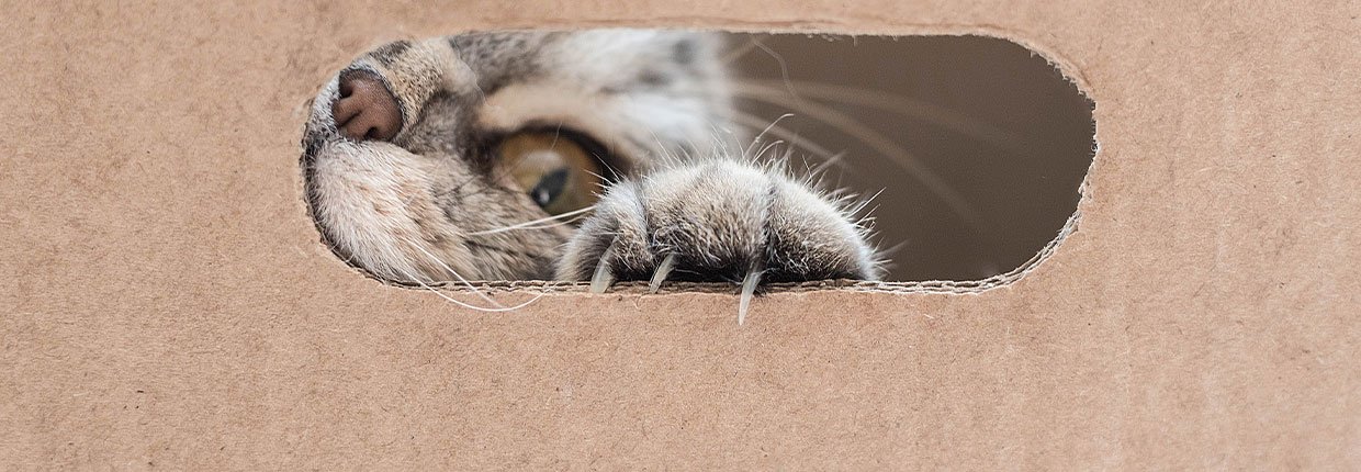 DIY: Fummelbrett für Ihre Katze einfach selber machen