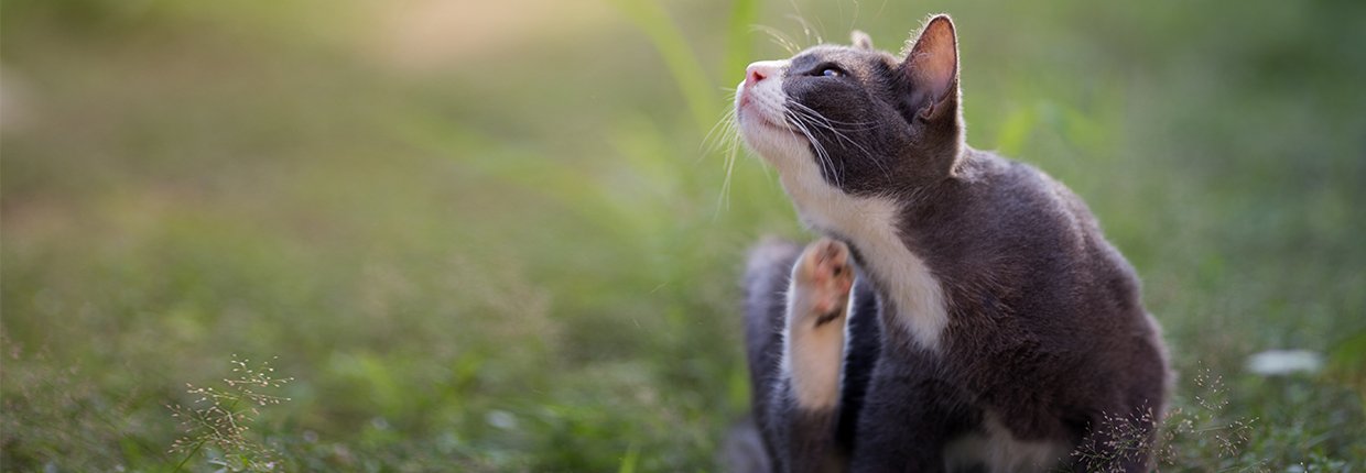 Futtermittelallergien bei Katzen: Von der Diagnose bis zur Behandlung