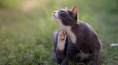 Futtermittelallergien bei Katzen: Von der Diagnose bis zur Behandlung