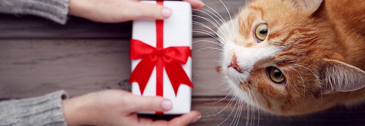 Tolle Geschenke für Katzen: So machst Du Deiner Samtpfote eine Freude