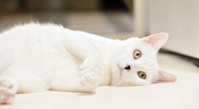 Bei Deiner Katze die Krallen schneiden – wann ist es notwendig und wie funktioniert das richtig?