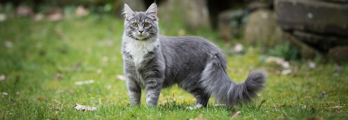 Maine Coon Katzen: Die größten Rassekatzen der Welt