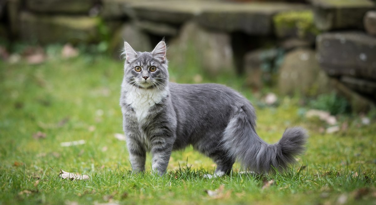 Maine Coon Katzen: Sanfte Riesen mit wildem Aussehen