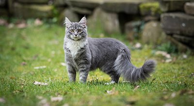 Maine Coon Katzen: Die größten Rassekatzen der Welt