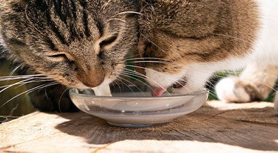 Dürfen Katzen Milch trinken?