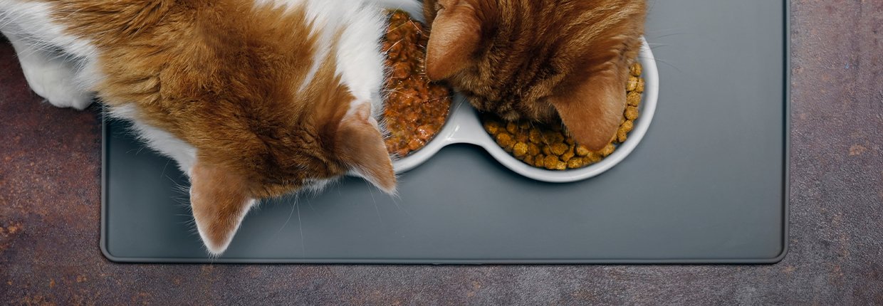 Was ist das Beste für Ihre Katze: Nass- oder Trockenfutter – oder doch Mischfütterung?