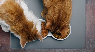 Mischfütterung für Katzen: So mischen Sie Nass- und Trockenfutter richtig!