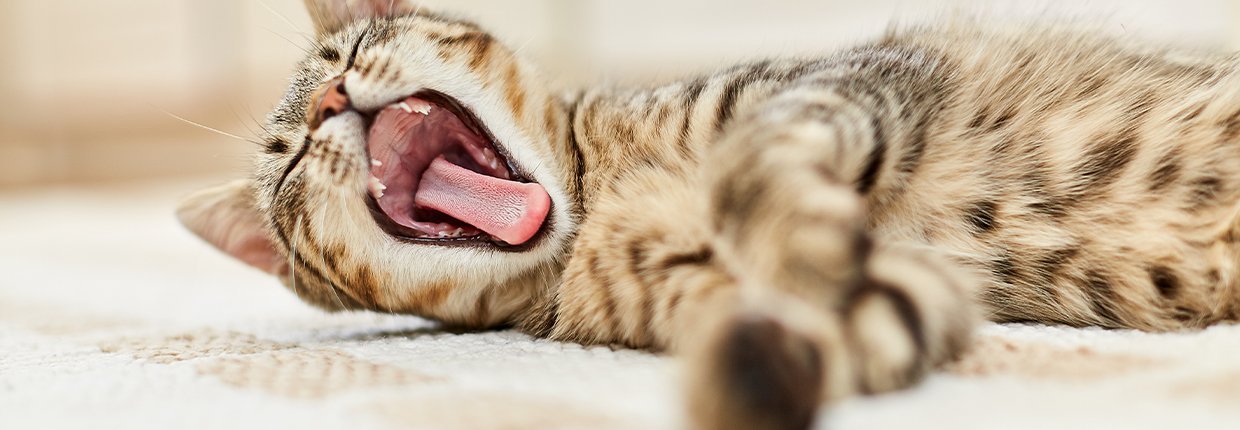 Die Katze hat Mundgeruch: Was steckt dahinter und was können Sie dagegen tun?