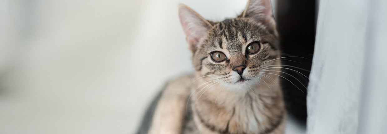 Struvitsteine bei der Katze: Darum sollten Sie unbedingt handeln