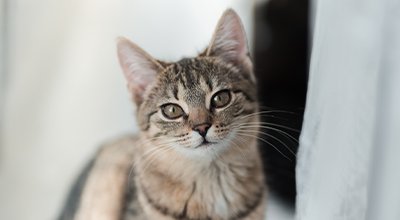 Struvitsteine bei der Katze: Darum solltest Du unbedingt handeln