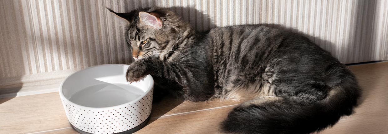 Soßen und Toppings für Katzen selber machen: Wie Du für Abwechslung im Napf sorgst