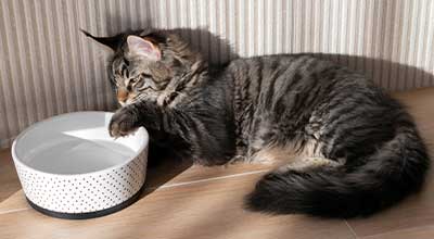 Soßen und Toppings für Katzen selber machen: Wie Du für Abwechslung im Napf sorgst