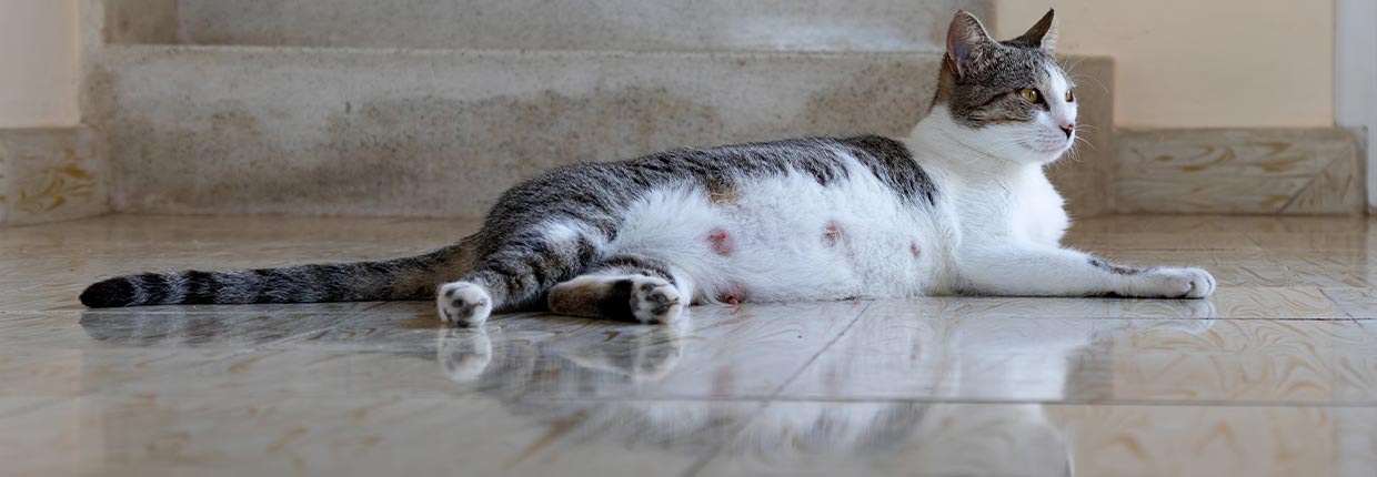 Futter für trächtige Katzen – Das ist wichtig zu wissen!