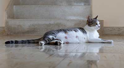 Futter für trächtige Katzen – Das ist wichtig zu wissen!