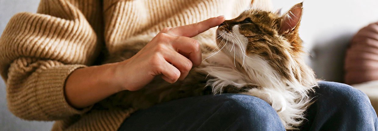 Katzen: Wie Du ihr Vertrauen gewinnen kannst ♥ Infos und Tipps