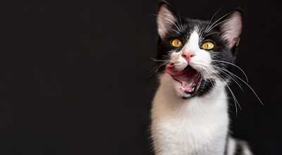 Damit sie kraftvoll zubeißen kann: Zahnpflege bei der Katze ist wichtig