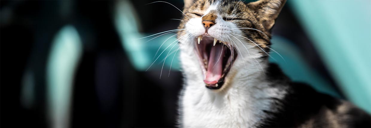 Zahnwechsel bei Katzen – Was Du wissen solltest