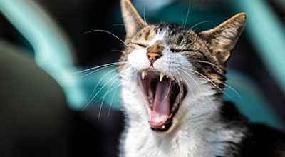 Zahnwechsel bei Katzen – Was Du wissen solltest